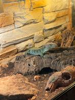 Gezocht maatje voor mannetje parelhagendis, Hagedis, 3 tot 6 jaar