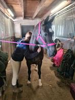 Knappe D pony te koop, Dieren en Toebehoren, Dressuurpony, L, 7 tot 10 jaar, D pony (1.37m tot 1.48m)