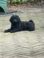 Bernerdoodle pups NOG MAAR 2 OVER!, Overige rassen, 8 tot 15 weken, Meerdere, Meerdere dieren