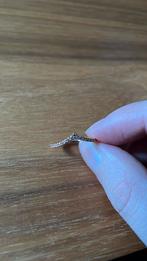 Pandora timeles sprankelend roze wishbone, Sieraden, Tassen en Uiterlijk, Nieuw, Ophalen of Verzenden, Roze, Dame