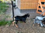 Black an tan bok tekoop, Dieren en Toebehoren, Schapen, Geiten en Varkens, Mannelijk, Geit, 0 tot 2 jaar