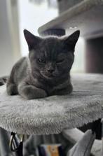 blauw Brits korthaar kater, Dieren en Toebehoren, Katten en Kittens | Raskatten | Korthaar, Poes, Ontwormd, 0 tot 2 jaar