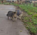 Kittens, Dieren en Toebehoren, Meerdere dieren, Ontwormd, 0 tot 2 jaar