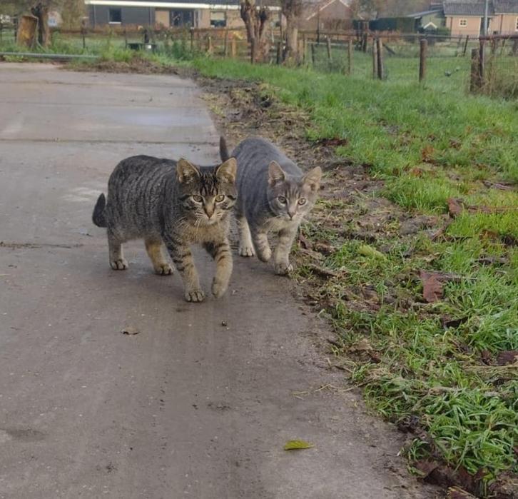 Kittens, Dieren en Toebehoren, Katten en Kittens | Raskatten | Korthaar, Meerdere dieren, 0 tot 2 jaar, Ontwormd