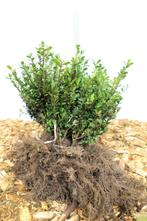 Goedkope hagen haag tuinhaag tuinhagen groenblijvende, Tuin en Terras, Ophalen of Verzenden, Laurier, Haag, 100 tot 250 cm