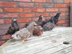 Jonge Oosterse rollers., Dieren en Toebehoren, Vogels | Duiven, Meerdere dieren, Tuimelaar of Roller