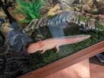 Axolotl inclusief aquarium, Dieren en Toebehoren, Reptielen en Amfibieën, Overige soorten, 3 tot 6 jaar