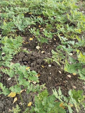 Roomse kervel planten kruidmoes melkmoes kervelsoep beschikbaar voor biedingen