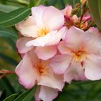 Nerium oleander Csodabarack P.J., Ophalen of Verzenden, Zomer, Volle zon