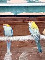Te koop een mooi koppel bleekkop rossella's, Dieren en Toebehoren, Vogels | Parkieten en Papegaaien, Meerdere dieren, Parkiet
