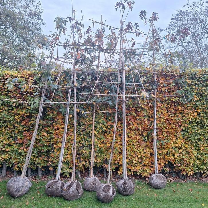 7 Lei Amberbomen - Prachtige privacy!, Tuin en Terras, Planten | Bomen, Leiboom, 250 tot 400 cm, Volle zon, Bloeit niet, Ophalen