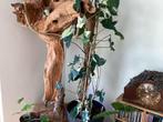 Syngonium Albo variegata, Huis en Inrichting, Kamerplanten, Overige soorten, Minder dan 100 cm, Halfschaduw, Ophalen