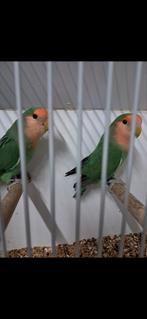 Koppel Agaporniden Aqua split ino x Aqua, Meerdere dieren, Parkiet