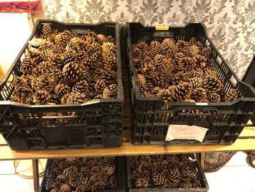 Partij (Kerst) Denneappels . beschikbaar voor biedingen