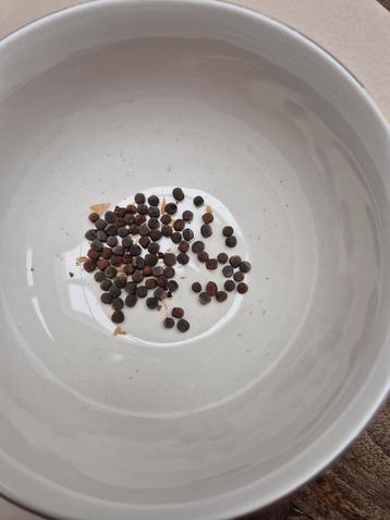 Lathyrus Zaden - Gemengde Kleuren 15 stuks voor 1 euro beschikbaar voor biedingen