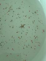 GRATIS ophalen: 20 a 30 baby guppy’s, Dieren en Toebehoren, Vissen | Vijvervissen, Overige soorten