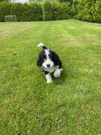 Appendoodle pups, Dieren en Toebehoren, Honden | Retrievers, Spaniëls en Waterhonden, Overige rassen, CDV (hondenziekte), 8 tot 15 weken