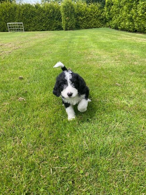 Appendoodle pups, Dieren en Toebehoren, Honden | Retrievers, Spaniëls en Waterhonden, Meerdere dieren, Overige rassen, Particulier