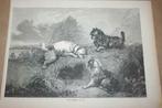 Antieke gravure - Jachthonden op wacht voor vossenhol 1875!!, Ophalen of Verzenden