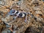 Luipaardgekko eublepharis macularis 0.0.1 #11, Hagedis