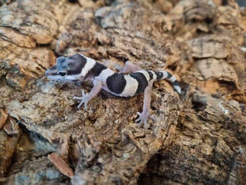 Luipaardgekko eublepharis macularis 0.0.1 #11, Dieren en Toebehoren, Reptielen en Amfibieën, Hagedis