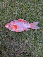 Spiegelkarpertje + goudvis, Karper of Koi