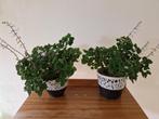 Plectranthus	ernsti, Ophalen, Overige soorten, Minder dan 100 cm