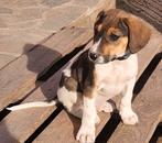 Ivo, een lief reutje, Dieren en Toebehoren, Honden | Niet-rashonden, Particulier, Rabiës (hondsdolheid), Reu, 8 tot 15 weken