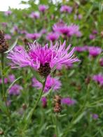 zaden van het Knoopkruid roze, Tuin en Terras, Bloembollen en Zaden, Ophalen of Verzenden, Voorjaar, Volle zon, Zaad