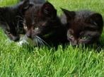 4 super lieve kittens te koop, Dieren en Toebehoren, Katten en Kittens | Overige Katten