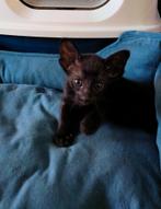 Kittens, Oosters korthaar kittens., Meerdere dieren, Ontwormd, 0 tot 2 jaar