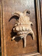 Schelp lambis Chiragra, Verzenden, Schelp(en)