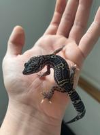 1.0 panda project luipaardgekko, Dieren en Toebehoren, Reptielen en Amfibieën, Hagedis, 0 tot 2 jaar