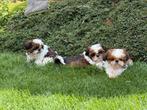 Shih Tzu pupjes, België, Overige rassen, CDV (hondenziekte), 8 tot 15 weken