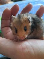 Baby hamsters syrische hamsters goudhamsters, Dieren en Toebehoren, Knaagdieren, Meerdere dieren, Hamster, Na 1 juli 2024, Tam