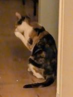 Poes (Jet), Dieren en Toebehoren, Katten en Kittens | Overige Katten, Poes