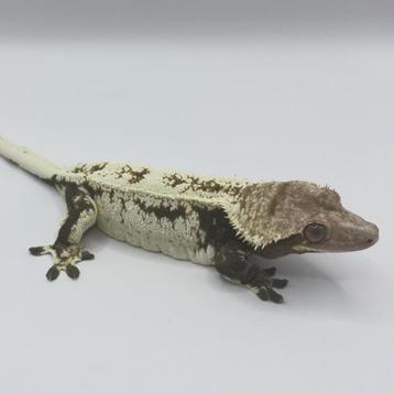 Wimpergekko vrouw high white beschikbaar voor biedingen