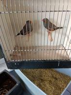 charcoal zebravinken, Dieren en Toebehoren, Vogels | Overige Vogels, Meerdere dieren, Tropenvogel, Geringd