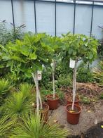 ficus carica hoogte 180cm, Ophalen, Volle zon, Overige soorten, 100 tot 250 cm