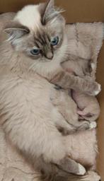 BirmaDoll kittens (nog 1 katertje beschikbaar), Dieren en Toebehoren, Katten en Kittens | Raskatten | Langhaar, Kater, Gechipt
