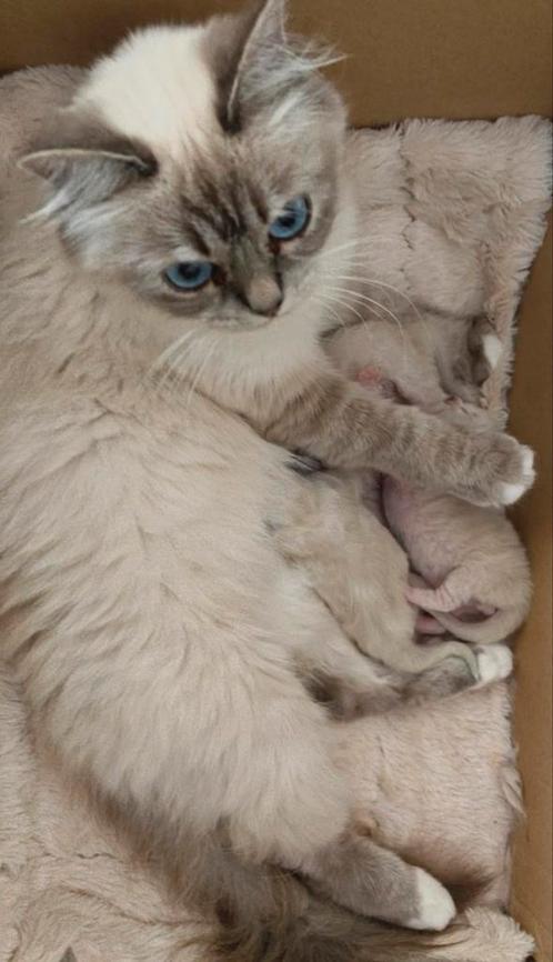 BirmaDoll kittens (nog 1 katertje beschikbaar), Dieren en Toebehoren, Katten en Kittens | Raskatten | Langhaar, Kater, 0 tot 2 jaar