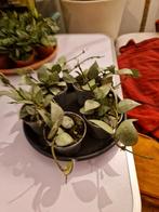 Hoya krohniana 'Splash', Overige soorten, Minder dan 100 cm, Groene kamerplant, Halfschaduw