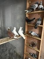 Hoogevliegers duiven, Dieren en Toebehoren, Vogels | Duiven, Meerdere dieren, Overige soorten