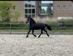 Friese jonge hengst met papier en paspoort, Hengst, Minder dan 160 cm, 0 tot 2 jaar