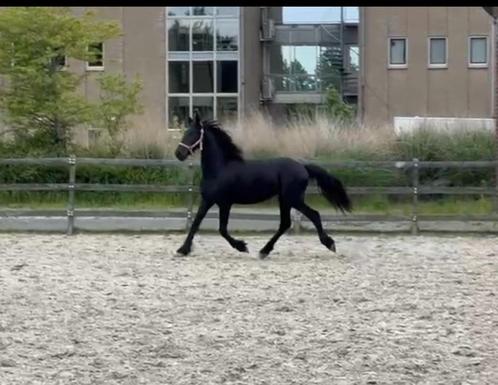 Friese jonge hengst met papier en paspoort, Dieren en Toebehoren, Paarden, Hengst, Minder dan 160 cm, 0 tot 2 jaar