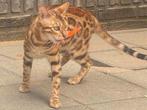 Einde advertentie 15-10-2025, Dieren en Toebehoren, Katten en Kittens | Raskatten | Korthaar, Meerdere dieren, Gechipt