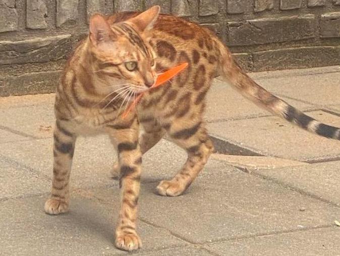 Einde advertentie 15-10-2025, Dieren en Toebehoren, Katten en Kittens | Raskatten | Korthaar, Meerdere dieren, Gechipt