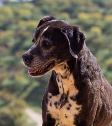 HzH-DIANE, oudere mix boxer dame zoekt nu echt geluk!  beschikbaar voor biedingen