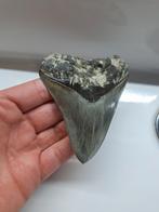 Megalodon tand 10,4 cm, Ophalen of Verzenden, Zo goed als nieuw