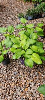 Hosta Guacamole, Ophalen, Zomer, Overige soorten, Halfschaduw